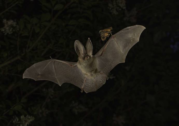 Brown long-eared bat (Daniel Hargreaves)